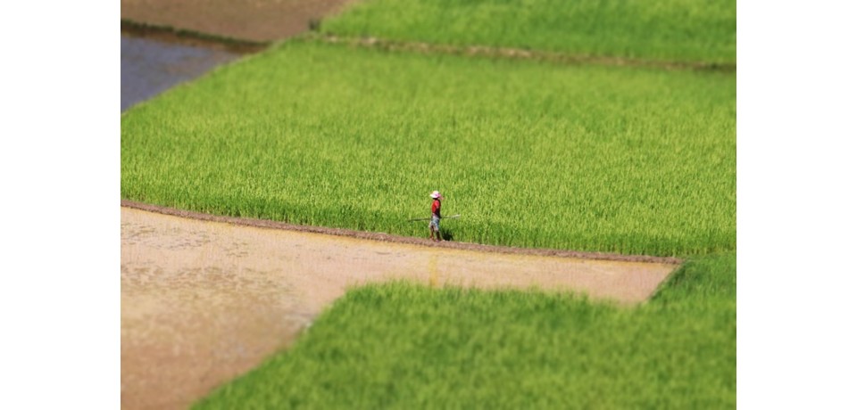 Image of a person in a field in Madagascar