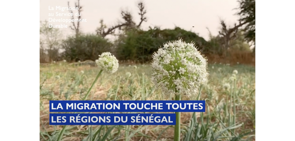 Un champ de fleurs avec un texte superposé qui dit "La migration affecte toutes les régions du Sénégal". 