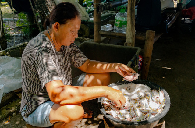 Lady sorts through the latest catch of fish