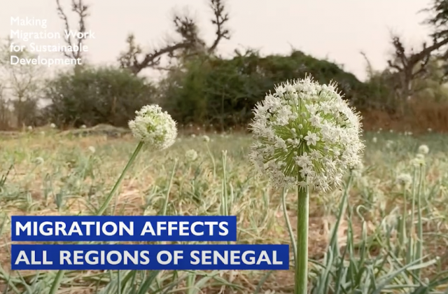 A field of flowers with overlayed text that reads "Migration Affects All Regions of Senegal" 