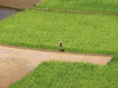 Image of a person in a field in Madagascar
