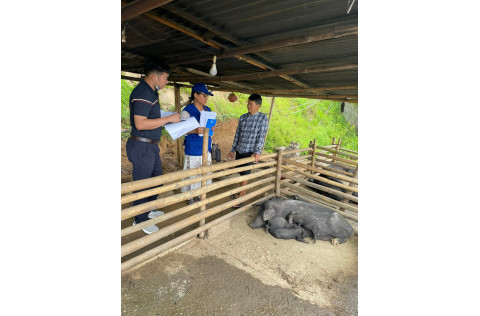 A man is showing the animal fence where several pigs are kept inside to a woman and a man
