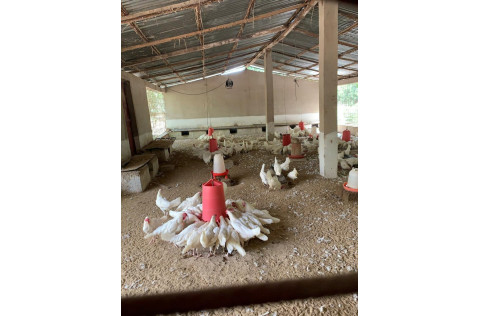 Image of a chicken farm
