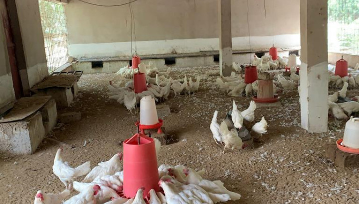 Image of a chicken farm
